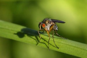 Kúrenie Drevom Ekologia: Ekologické Výhody Kúrenia Drevom