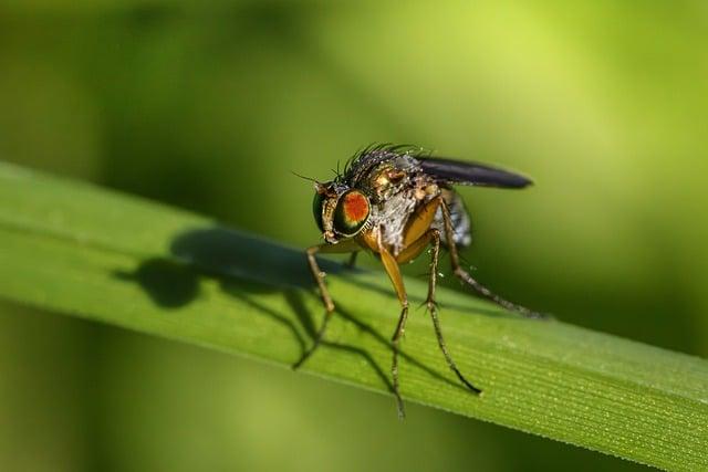 Ekologia a Environmentalistika: Rozdiely a Spojenia