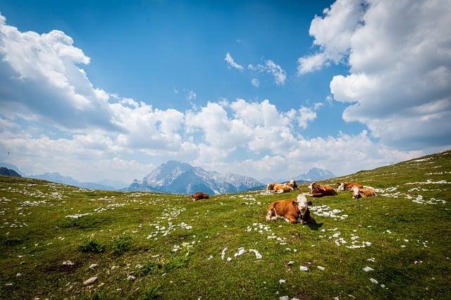 Čím sa Dá Zaflakovať⁤ Sedačka z Eko‌ Kože: Ekologické ‌Riešenia